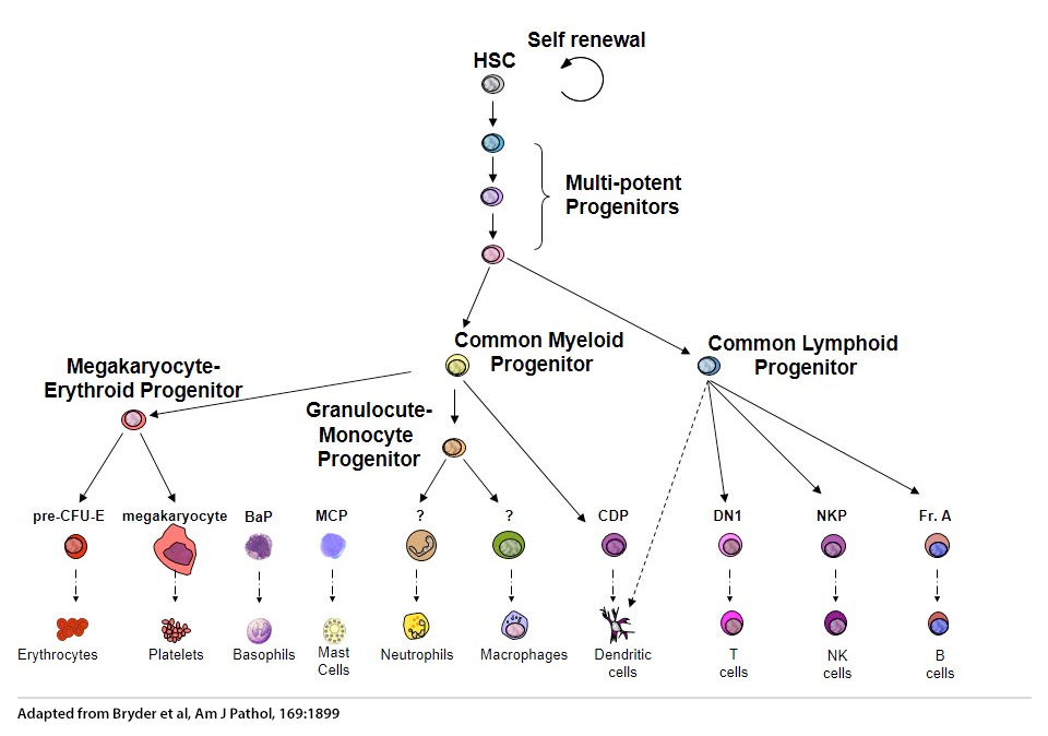 Hematopoietic Stem Cell Biology