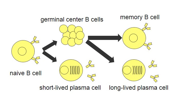 Duration of Immunity