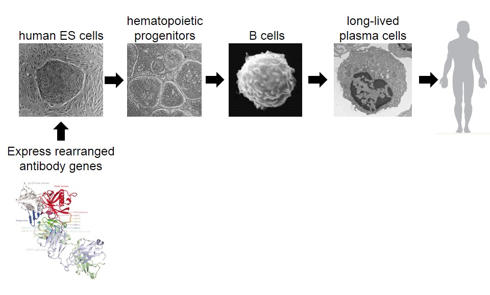 Embryonic Stem Cell Engineering