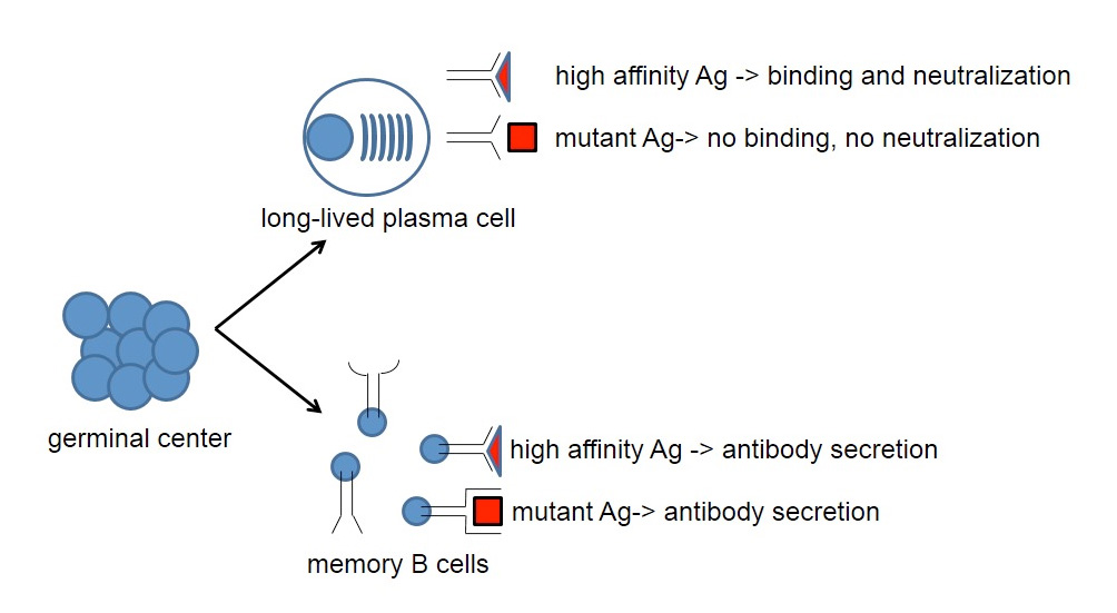 Immunological Memory